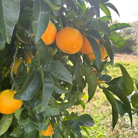 Residenza Belvedere - Lemon With Terrace & Garden Near The Sea Apartment Scalea