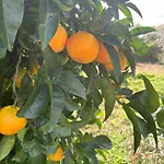 Residenza Belvedere - Lemon With Terrace & Garden Near The Sea Apartment Scalea