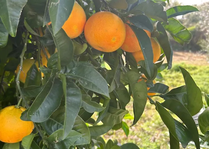 Residenza Belvedere - Lemon With Terrace & Garden Near The Sea Apartment Scalea